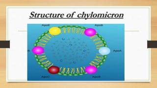 Lipoprotein | PPT