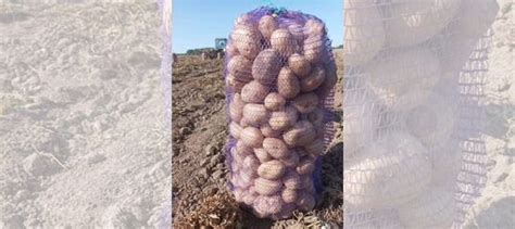 Продам картофель купить в Йошкар-Оле | Товары для дома и дачи | Авито