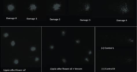 Comet Assay Single Cell Gel Electrophoresis In Human Blood