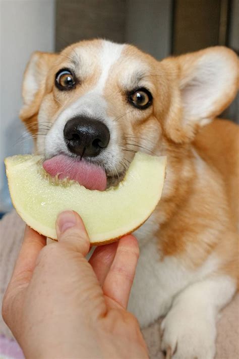 Saiba Quais Frutas O Seu Cachorro Pode Comer Metro World News Brasil