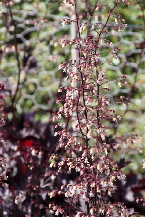 Heuchera Dark Mystery Purperklokje Bloemenpark Appeltern