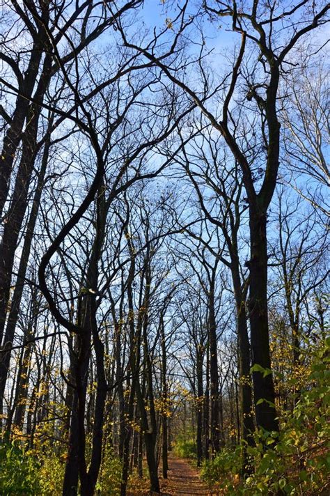 Black Naked Trees By A Path In A Park Stock Image Image Of Naked Fall 105349299