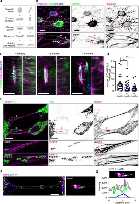 Endoplasmic Reticulum Mediates Mitochondrial Transfer Within The