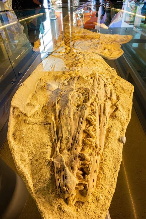 Dinosaur Fossil Bone Display In The Natural History Museum Of Los