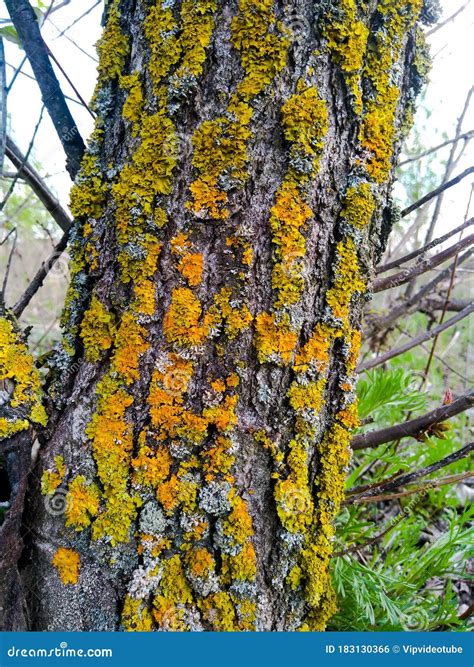 Bright Colored Moss On A Tree Bark Stock Photo Image Of Forest Grove