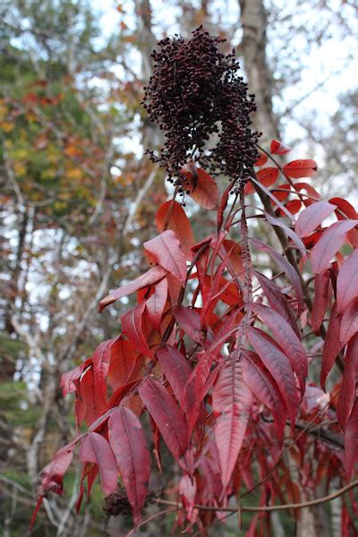 Winged Sumac Project Noah