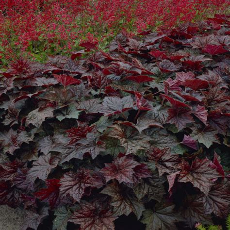 Heuchera Purpurglöckchen Der Pflanzenprofi aus Ostfriesland