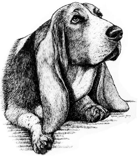 Basset Hound Drawing By Glenda Denny