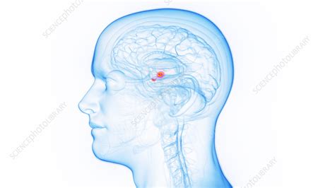 Amygdala Illustration Stock Image F0379753 Science Photo Library