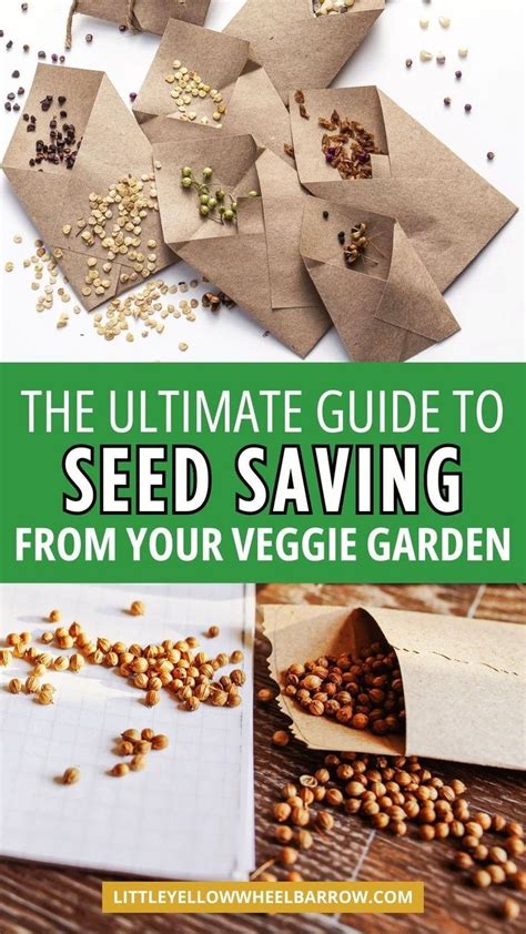 Seed Saving Basics How To Save Seeds From Your Garden Artofit