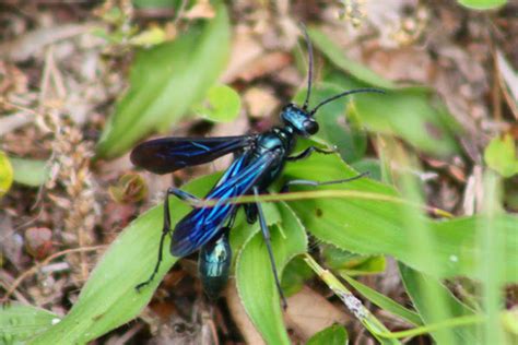 Blue Mud Dauber Wasp Project Noah