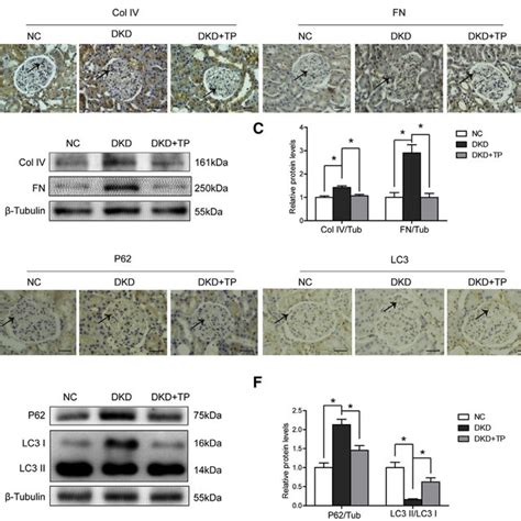 Cultured Gastric Cancer Cell Lines Ags Mnk Hgc Snu