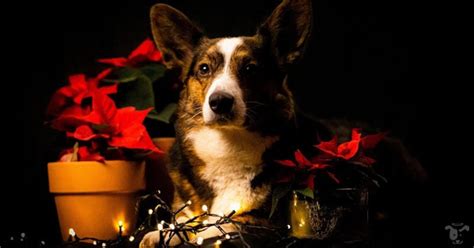 Paws For Safety: 10 Must-Know Tips To Transform Your Home Into A Dog-Proof Oasis