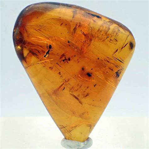 Fóssils: Insect in amber