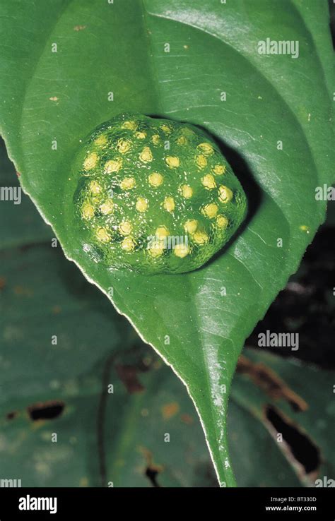 Eggs Of Red Eye Tree Frog Agalychnis Callidryas Corcavado National Park