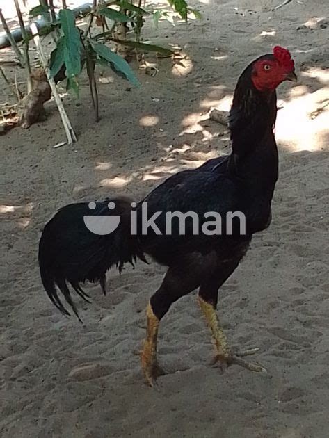 சவல for Sale in Batticaloa City ikman