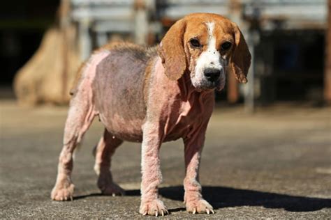 SARNA EN PERROS Síntomas tratamiento y contagio