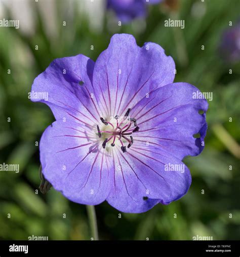 Dormansland Surrey England Delicate Violet Blue Flower Of Geranium