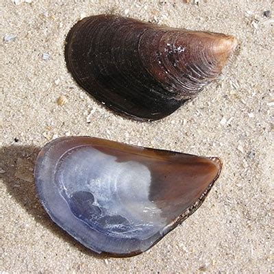 Mediterranean Mussel Invasive Species South Africa