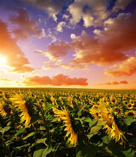 Campo Do Girassol No Por Do Sol Foto De Stock Imagem De Bonito