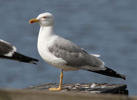 Oslo og Akershus Gulls: Iceland Gull in July