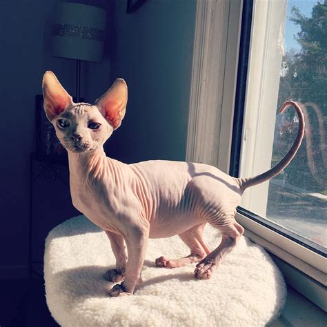 Facts About The Hairless Sphynx Cats Life With Catman