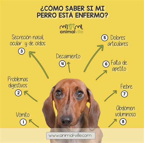 Cortar Competitivo Odio Como Saber Si Tu Perro Esta Malo Abajo En La