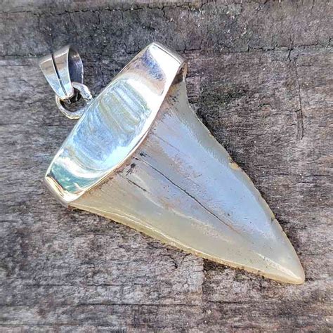 Silver Plated Extinct Great White Shark Tooth Pendants