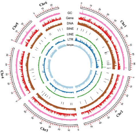 Circos Plot That Indicates Chromosome Length Gc Content And