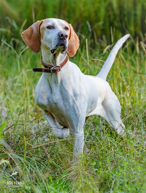 Pointer | Dog-Breeds.com