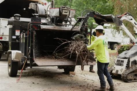 Tree Removal & Tree Cutting Services | ISA Certified Arborist