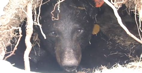 Minnesota Home To Worlds Oldest Wild Bear Outdoorhub