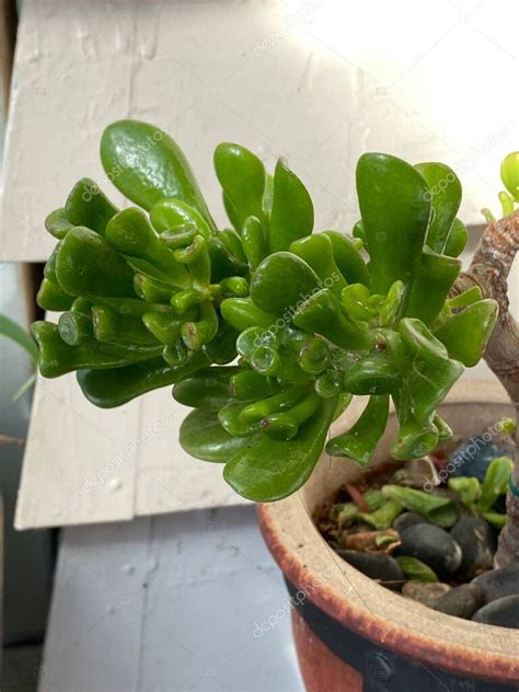 Foto De La Planta Crassula Ovata ET S Fingers Coral Jade Con