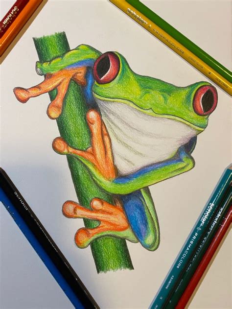 Coloured Pencil Tree Frog In Prismacolor Art Colored Pencil