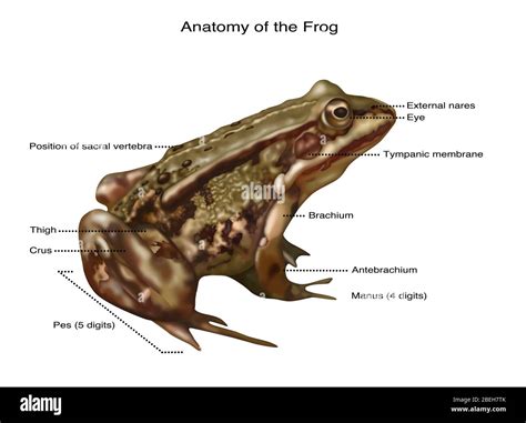 Frog Legs Anatomy