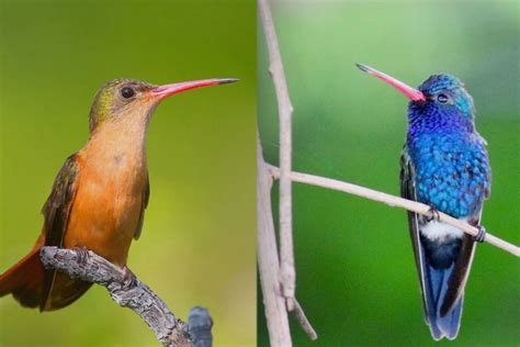 Are There Hummingbirds In Mexico?