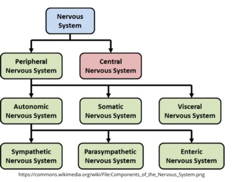 Nurs 231 Topic 1 Autonomic Nervous System Flashcards Quizlet