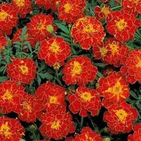 200french Red Marigold Seeds Etsy