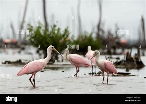 The Roseate Spoonbill Platalea Ajaja Sometimes Placed In Its Own