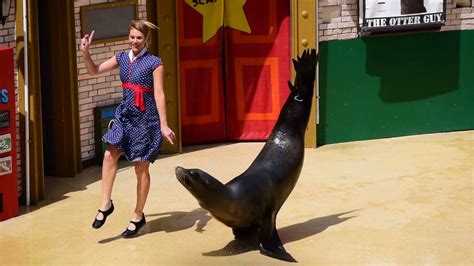 Seaworld San Diego Sea Lions Tonite Show Youtube