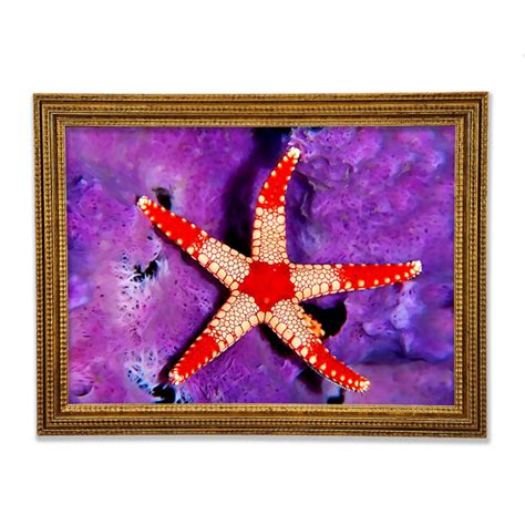 Haus Am Meer Gerahmtes Leinwandbild Starfish On Purple Wayfair De