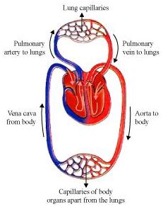 What is double circulation? What is its advantage? Show with labelled diagram. - Sarthaks ...