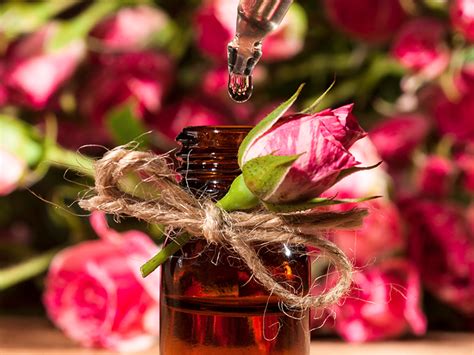 Benefits Of Camellia Oil For Hair And Skin