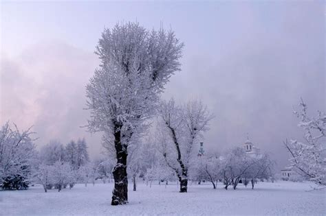 Paisaje Invernal En El Parque En Un D A Helado Rboles Frondosos