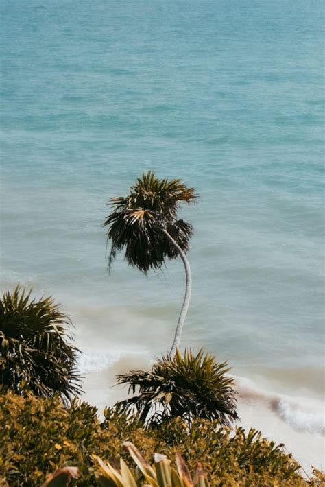 Free Images Natural Palm Tree Arecales Vegetation Sky Elaeis