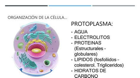 La célula y su funcion pptx