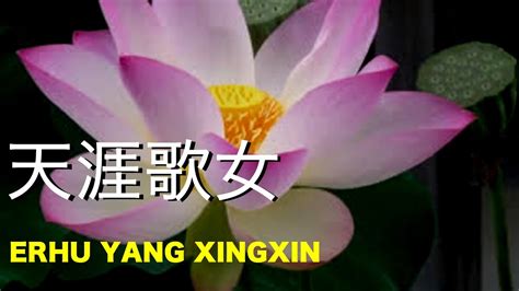 Erhuthe Wandering Songstress Yang Xingxin Music Youtube