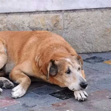 Rússia considera usar cachorros de rua para limpar campos minados