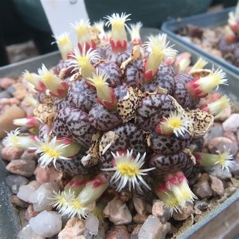 Conophytum Obcordellum SB622 1437 13 Mesa Garden