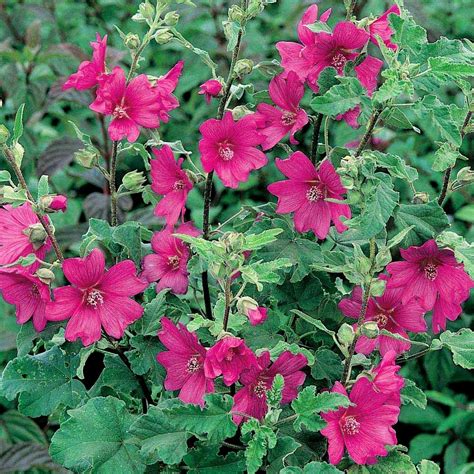 Lavatera Burgundy Wine Tree Mallow Gardenersdream